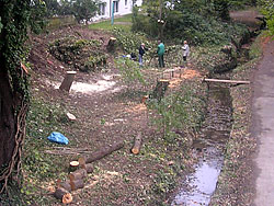 Zu Beginn der wasserbaulichen Maßnahmen wurden standortfremde Bäume gefällt und standorttypische, z.T. schief gewachsene Gehölze auf den Stock gesetzt