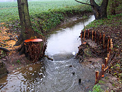 Frühjahr 2004: Die Schwarzerle sichert weiterhin mit ihren Wurzeln die Ufer- und Sohlstrukturen. Das Gewässer hat jedoch mehr Platz